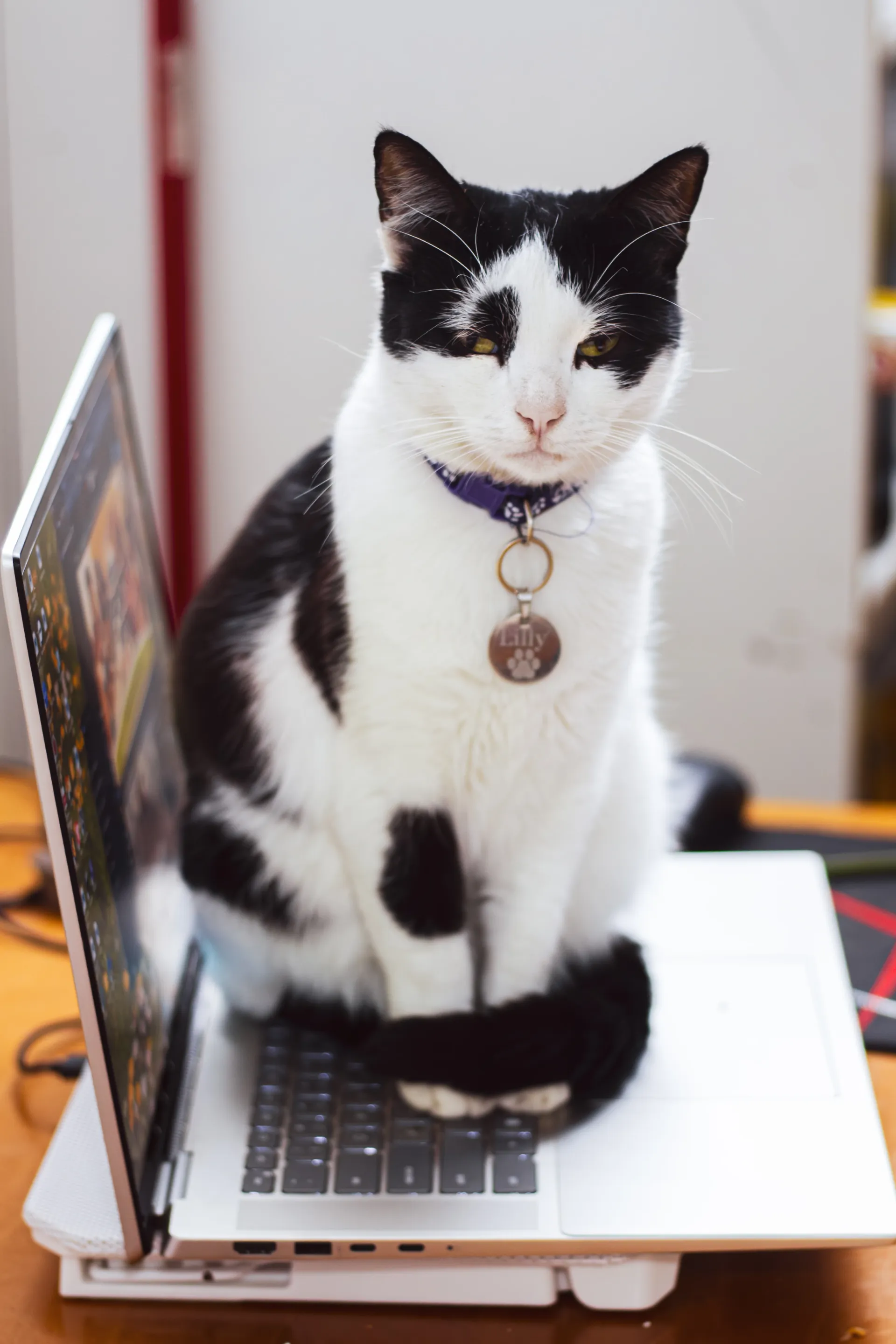 Cat on laptop