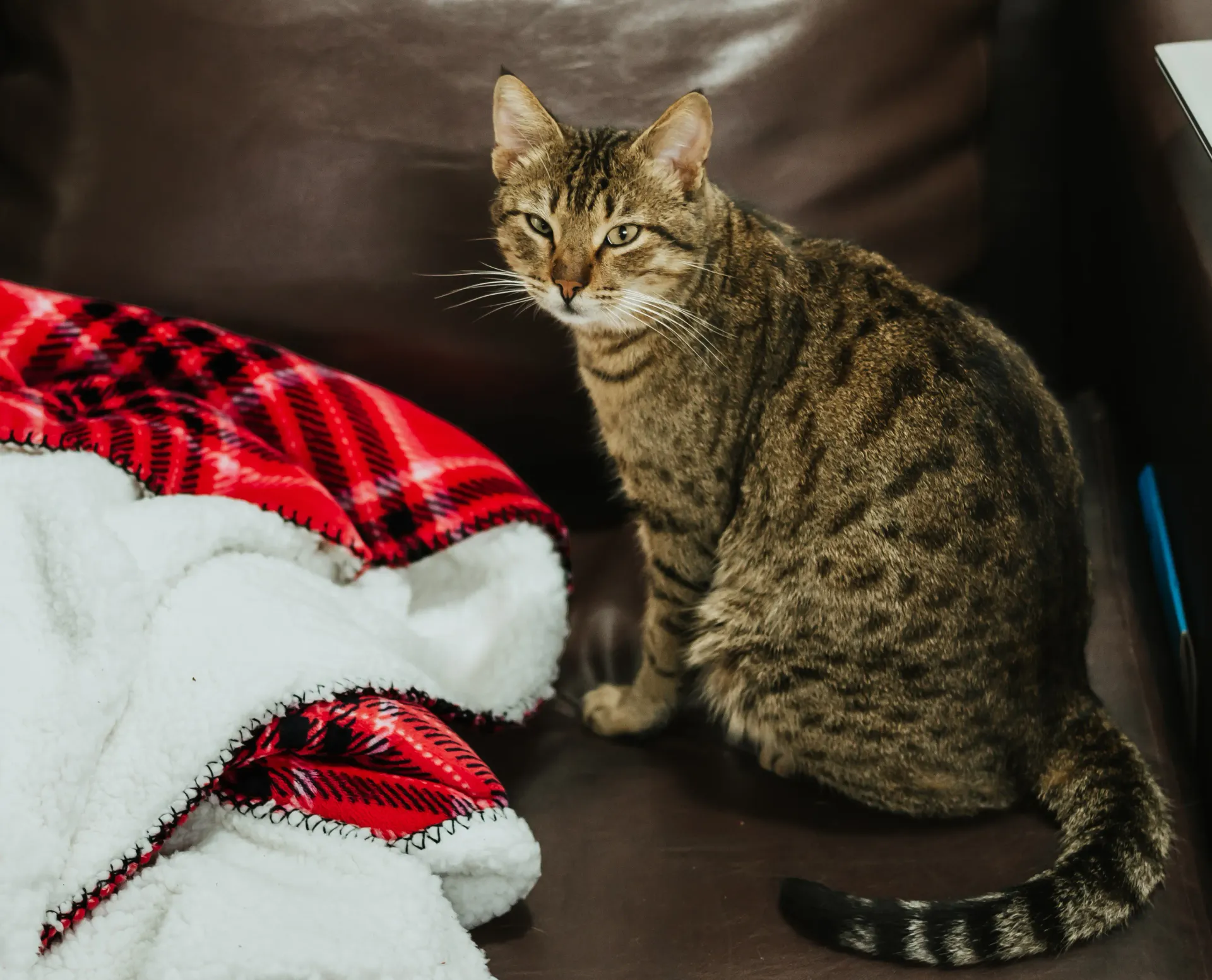 Cat and Christmas Blanket