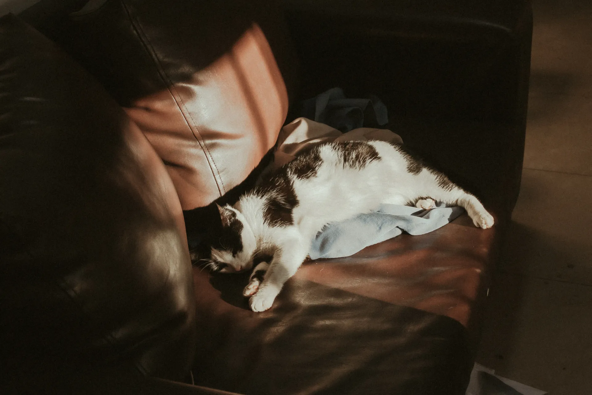 cat in sun with filmic filter