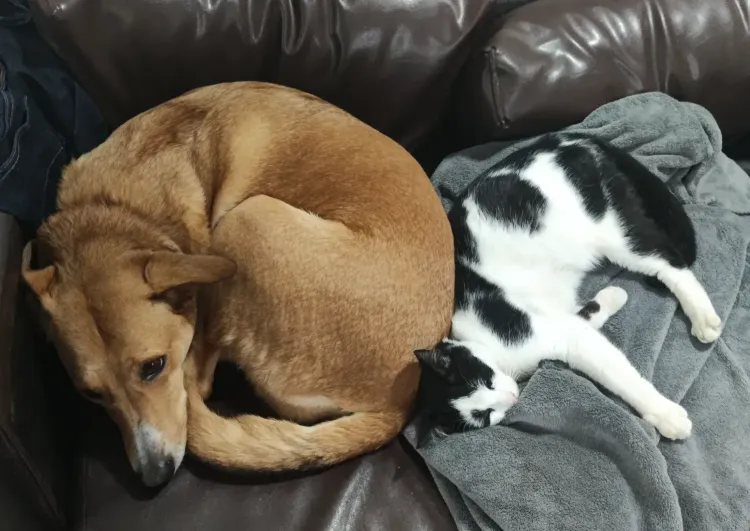 Doggo and cattoooo