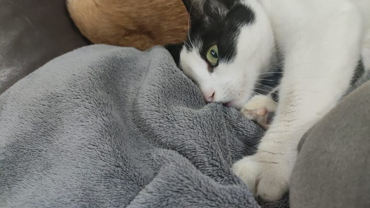 Lillykins making biscuits