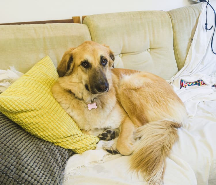 Canani Golden Retriever mix named Tavor