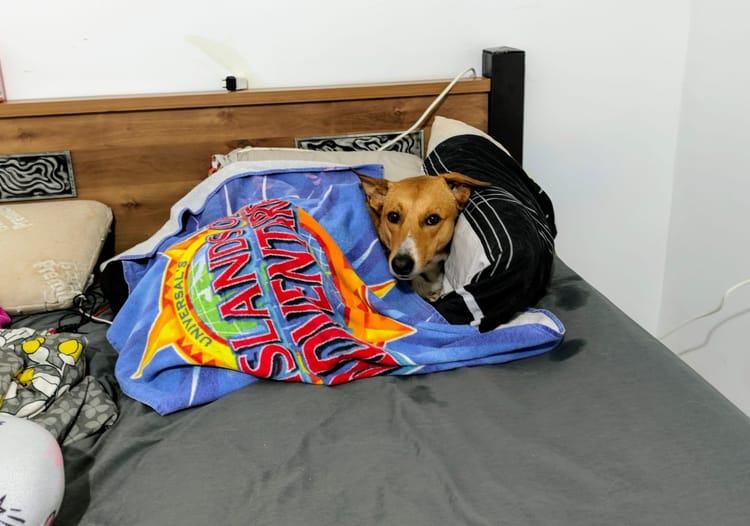 Post bath cozy Doggo