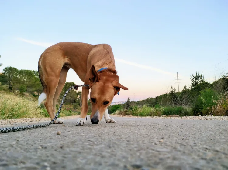 A dog doing a sniffy.