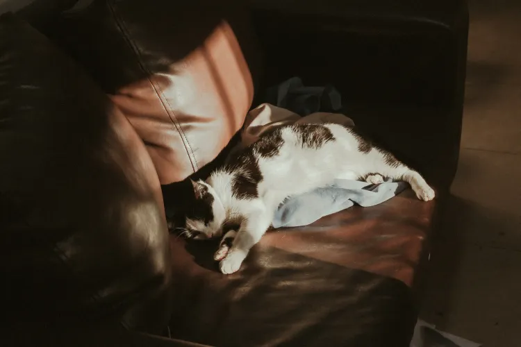 cat in sun with filmic filter